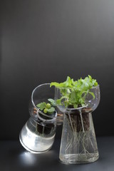 hydroponic growing