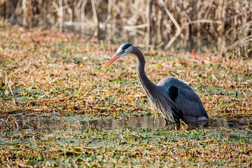 Naklejka premium Blue Heron Bird in Water