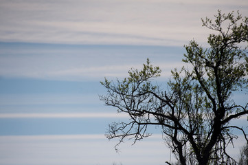 tree branches detail with clouds in the background