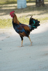 El mero gallo