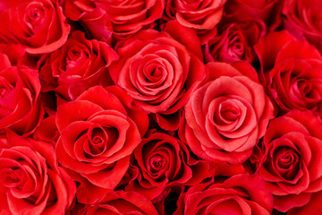 Closeup of delicate magnificent red roses