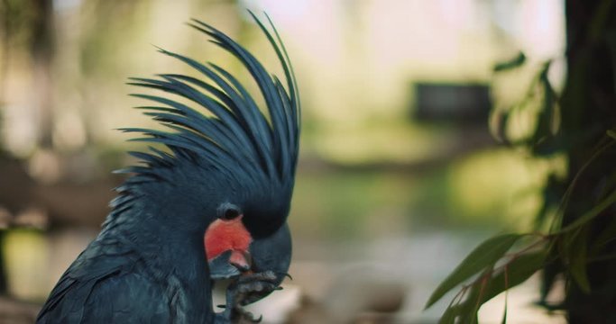 Close up of a Beautiful Black Palm Cockatoo (Probosciger Aterrimus), eating almond. Also Known as the Goliath Cockatoo or Great Black Cockatoo. BMPCC 4K