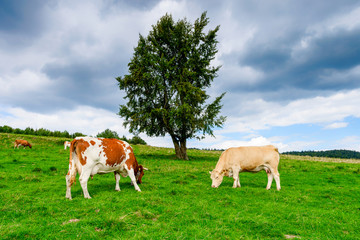 Fototapeta na wymiar cows on a mountain meadow, Pieniny, Poland