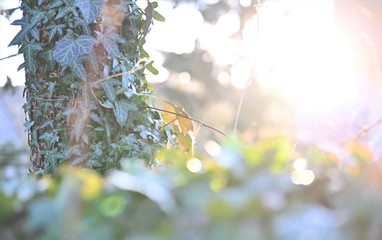 Efeu Pflanzen an einem Baumstamm mit Gegenlich von der Sonne (high key)