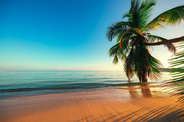 Obraz na płótnie Canvas Palm trees on the tropical beach