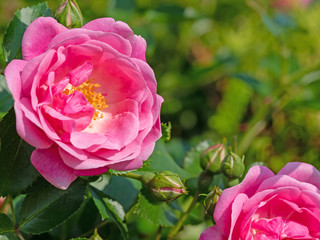 Blühende Rosen im Garten