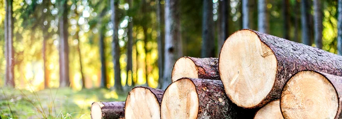 Foto op Plexiglas Log stammen stapel, de houtkap hout bos hout industrie. Brede spandoek of panorama houten kisten © Milan