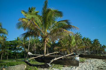 Fototapeta na wymiar Fishing boat under a palm tree on a sandy beach in Kenya, Africa.