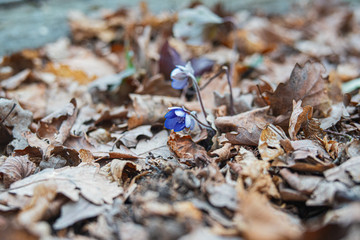 American Liverwort Crocus Flowers in the forest