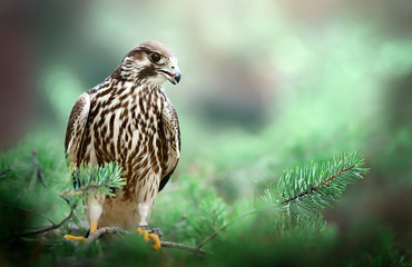 Bird of prey Peregrine Falcon sitting on pine branch. Falco peregrinus in natural habitat.