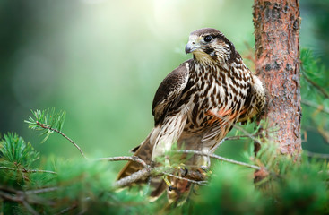 Bird of prey Peregrine Falcon sitting on pine branch. Falco peregrinus in natural habitat.