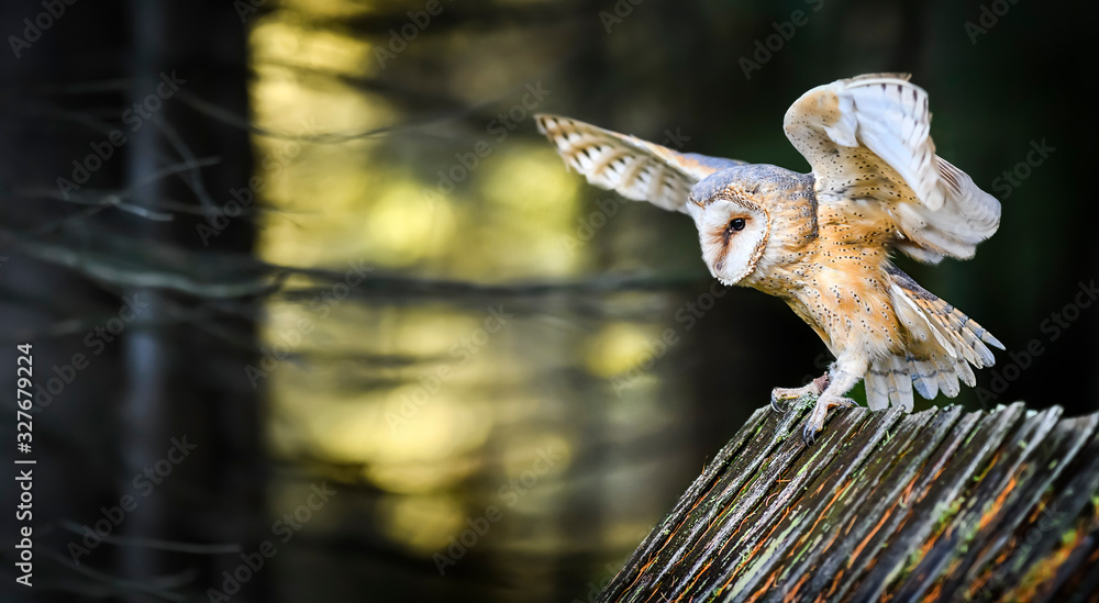 Wall mural Beautiful barn owl bird  in natural habitat sitting on old wooden roof