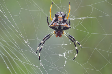 Spider resting on its cobweb waiting for a prey