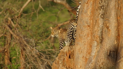 Leopard on a tree in national park in Kenya, Africa. It's a big cats in the genus Panthera. It's a...