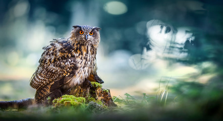 Eurasian Eagle-Owl sitting with prey on moss stump in magic forest. Bubo bubo - obrazy, fototapety, plakaty