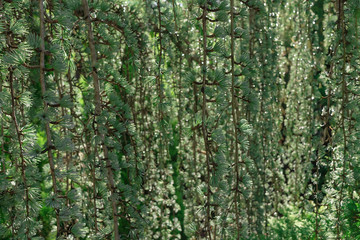 Obraz premium Perfect natural young weeping coniferous tree pattern background. Dark and moody feel. Backdrop for your design.