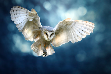 Hunting Barn Owl in flight. Wildlife scene from wild forest. Flying bird tito alba