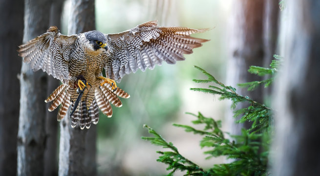 Bird of prey Peregrine Falcon spred wings, Falco peregrinus or lat. falco peregrinus in fly.