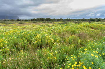 Flower field in the spring