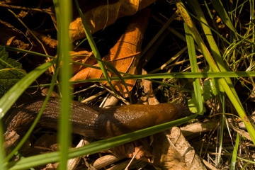 Slimy Moist Snail Slug Creeping Along the Forest