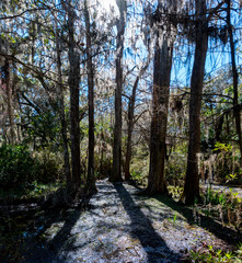 A view of a South Carolina Swamp land with loads of Spanish moss and oak trees