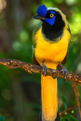 The green jay (Cyanocorax yncas) is a bird species of the New World jays, and is found in Central America. Adults are about 27 cm long and variable in colour across their range.