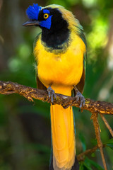 The green jay (Cyanocorax yncas) is a bird species of the New World jays, and is found in Central America. Adults are about 27 cm long and variable in colour across their range.