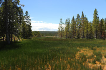 vibrant green fields