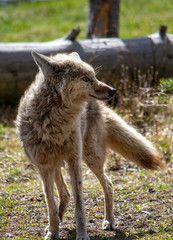 Coyote by the Firehole River in the woods in Yellowstone National Park