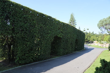 Naklejka premium The road in the garden beside the tree wall.
