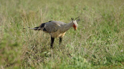Beautiful and weird bird in Kenya, wildlife in Africa.