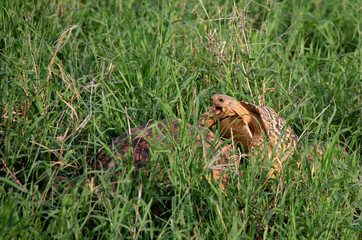 Two wild turtles in the grass, wildlife in Kenya, Africa.