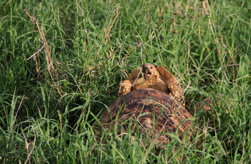 Turtles in the grass, wildlife in Kenya, Africa.