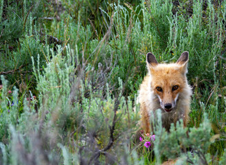 Naklejka na ściany i meble Fox in meadow of green grass in the Lamar Valley Yellowstone National Park