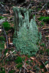 niebiesko zielony porost rosnący na starym pniu w lesie mech liście gałęzie - obrazy, fototapety, plakaty