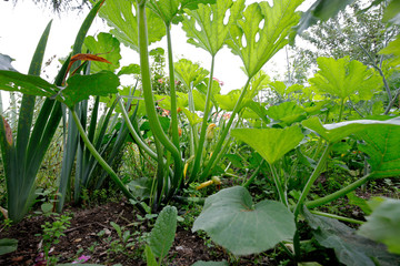 młode zielone rośliny liście owoce i kwiaty cukinia rośnie w letnim ogrodzie warzywnym