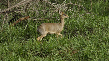 Fawn in the grass, Kenya, Africa.