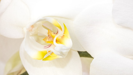 Fototapeta na wymiar white orchid closeup, on yellow background