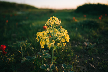 yellow flowers on green background of blue sky on sunset