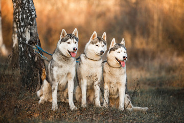 dogs husky pack 