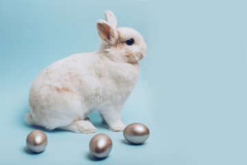 White rabbit with silver easter egg on a blue background.