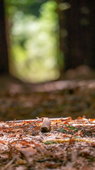 Tall trees in Redwood forest
