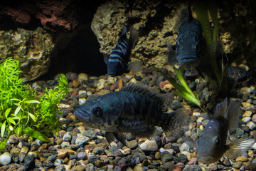 FIsh in aquarium