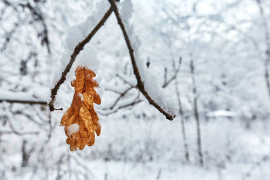 a leaf of a tree on a branch covered with snow