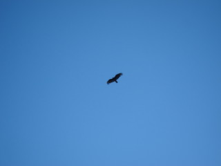 Falcon
