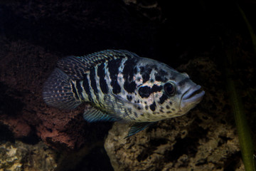 FIsh in aquarium