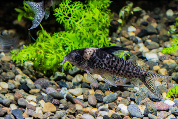FIsh in aquarium