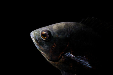 FIsh in aquarium
