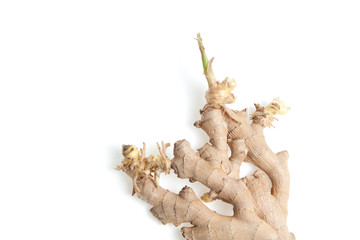 The old inedible ginger root began to sprout to give a new crop. Ugly ginger on a light background. Closeup. Copy space