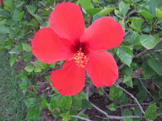 Red flower